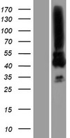MAGEA3 Human Over-expression Lysate