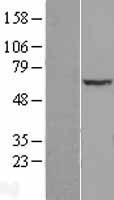 MPP2 Human Over-expression Lysate