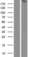 ARHGEF5 Human Over-expression Lysate