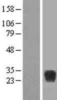 RND2 Human Over-expression Lysate