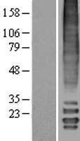MLF2 Human Over-expression Lysate