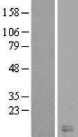 CST8 Human Over-expression Lysate