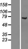 KLC1 Human Over-expression Lysate