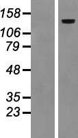 LAMC2 Human Over-expression Lysate