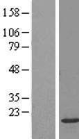 NKG7 Human Over-expression Lysate