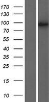 TAF4B Human Over-expression Lysate