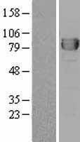 DPP3 Human Over-expression Lysate