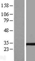 TSPAN5 Human Over-expression Lysate