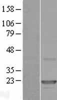 CLEC3A Human Over-expression Lysate