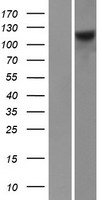 FARP1 Human Over-expression Lysate