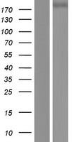 PLXNC1 Human Over-expression Lysate