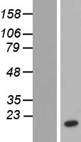 NTF2 (NUTF2) Human Over-expression Lysate