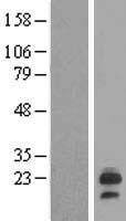 LHFPL6 Human Over-expression Lysate