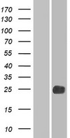 LHFPL2 Human Over-expression Lysate