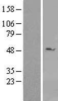 DDX39 (DDX39A) Human Over-expression Lysate