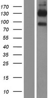 CD96 Human Over-expression Lysate