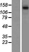 SA1 (STAG1) Human Over-expression Lysate