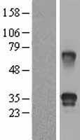 FSTL3 Human Over-expression Lysate