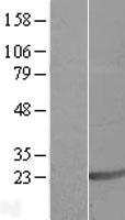 SAP18 Human Over-expression Lysate