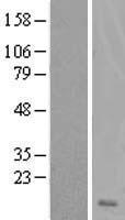 DSCR4 Human Over-expression Lysate