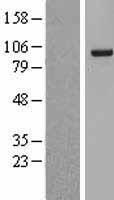 SF3A1 Human Over-expression Lysate