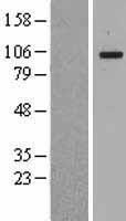 MANBA Human Over-expression Lysate
