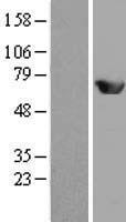MEF2D Human Over-expression Lysate