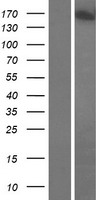 GOLGA3 Human Over-expression Lysate