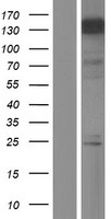 MLLT6 Human Over-expression Lysate