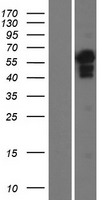 MLLT1 Human Over-expression Lysate