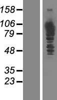 MTHFD1 Human Over-expression Lysate