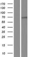 Mesothelin (MSLN) Human Over-expression Lysate