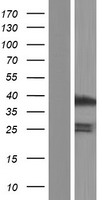 GABPB2 (GABPB1) Human Over-expression Lysate