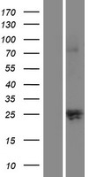Kallikrein 12 (KLK12) Human Over-expression Lysate