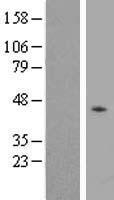 P2Y2 (P2RY2) Human Over-expression Lysate