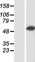 RBPJK (RBPJ) Human Over-expression Lysate