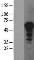 PPIL4 Human Over-expression Lysate
