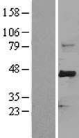 FBXW7 Human Over-expression Lysate