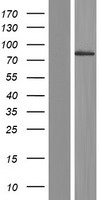 LRSAM1 Human Over-expression Lysate