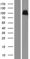LDL Receptor (LDLR) Human Over-expression Lysate
