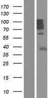 Ensconsin (MAP7) Human Over-expression Lysate