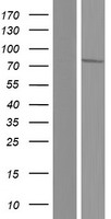 GLCNE (GNE) Human Over-expression Lysate