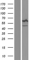 NCF2 Human Over-expression Lysate