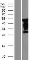 FAM90A27P Human Over-expression Lysate