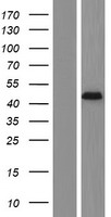 Dermokine (DMKN) Human Over-expression Lysate