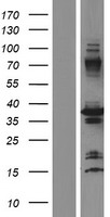 Cyclophilin E (PPIE) Human Over-expression Lysate
