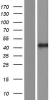 FAIM3 (FCMR) Human Over-expression Lysate