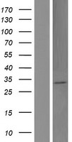FOXL3-OT1 Human Over-expression Lysate