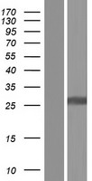 DCL 1 (CD302) Human Over-expression Lysate