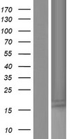 Small leucine rich protein 1 (SMLR1) Human Over-expression Lysate